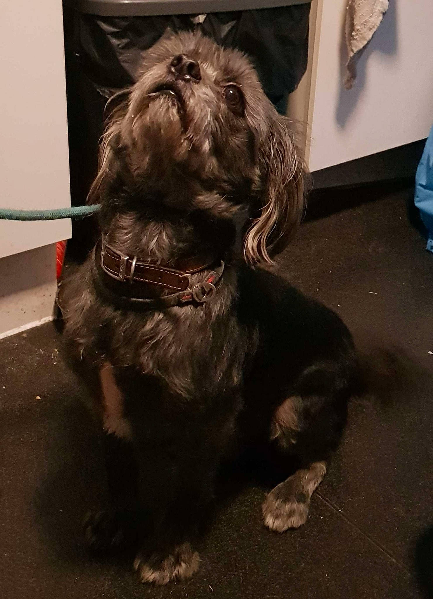 Stitch is registered to the contest to win money with this photo: canidae, carnivore, collar, companion_dog, dog, dog_breed, dog_collar, flesh, flooring, fur, liver, non_sporting_group, snout, sporting_group, toy_dog, working_animal, wrinkle