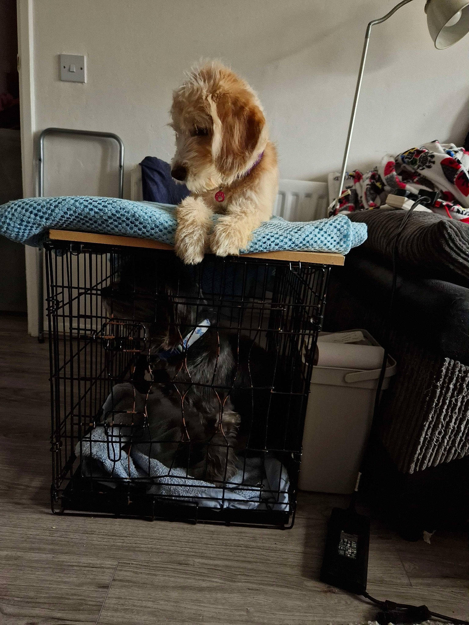 Stitch is registered to the contest to win money with this photo: animal_shelter, canidae, carnivore, companion_dog, corgi_chihuahua, dog, dog_breed, dog_crate, dog_supply, flooring, fur, leash, pet_supply, pomeranian, room, sitting, spaniel, sporting_group, toy_dog