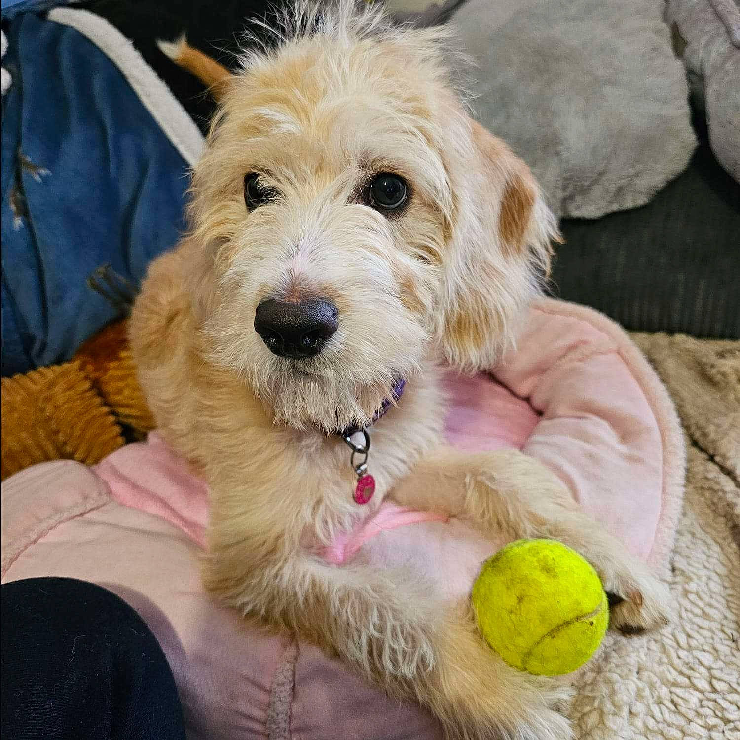 Angel is registered to the contest to win money with this photo: ball, canidae, carnivore, companion_dog, dog, dog_breed, dog_collar, dog_supply, fur, labradoodle, personal_protective_equipment, pet_supply, small_terrier, snout, sporting_group, tennis_ball, terrier, toy, toy_dog, working_animal