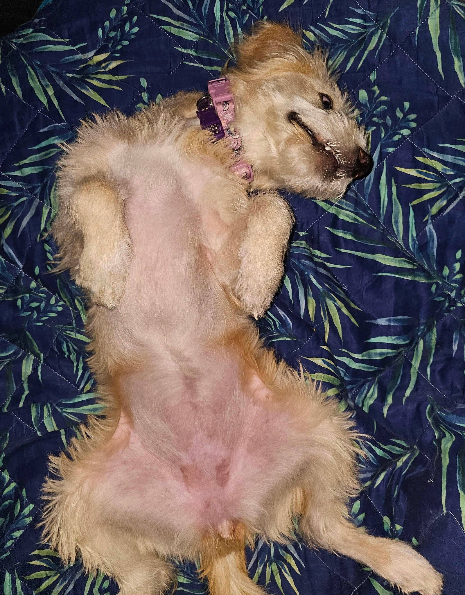 Angel joined the competition — help win amazing prizes! art, canidae, carnivore, companion_dog, dog_breed, fawn, felidae, foot, fur, liver, livestock, paw, puppy, snout, sporting_group, tail, terrestrial_animal, whiskers, working_animal