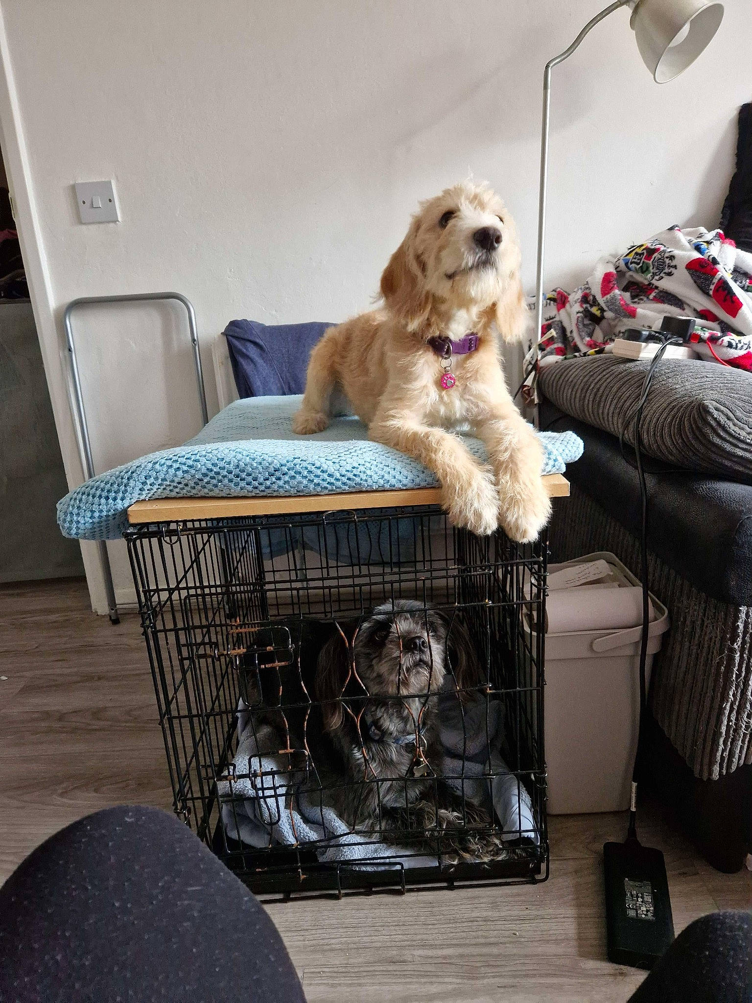 Angel joined the competition — help win amazing prizes! canidae, carnivore, chair, comfort, companion_dog, dog, dog_breed, dog_supply, flooring, fur, home_accessories, labradoodle, outdoor_furniture, pet_supply, room, sitting, sporting_group, terrier, toy_dog, wicker