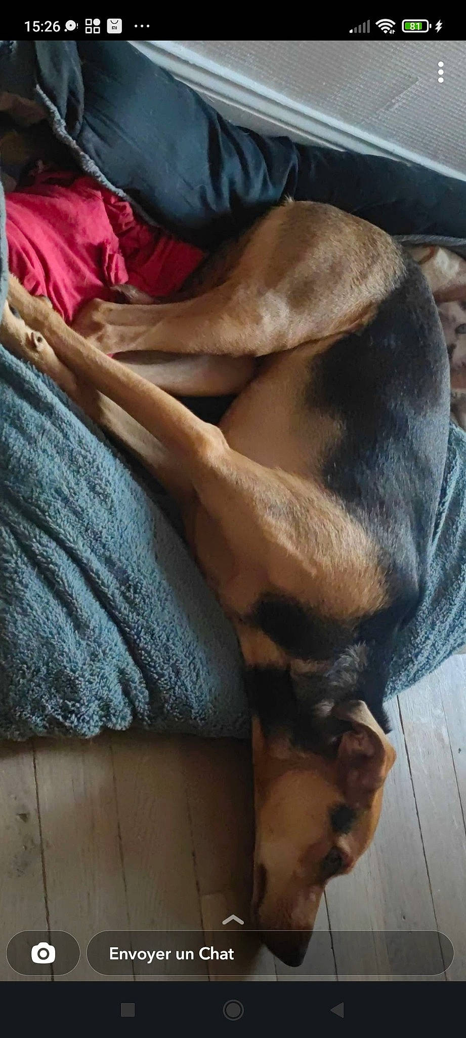 Chipie a rejoint le concours — aidez-le/la à gagner de superbes lots ! abdomen, chest, comfort, companion_dog, dog_breed, elbow, fawn, felidae, foot, gesture, human_leg, knee, linens, neck, shoulder, textile, thigh, trunk, wood, wrist