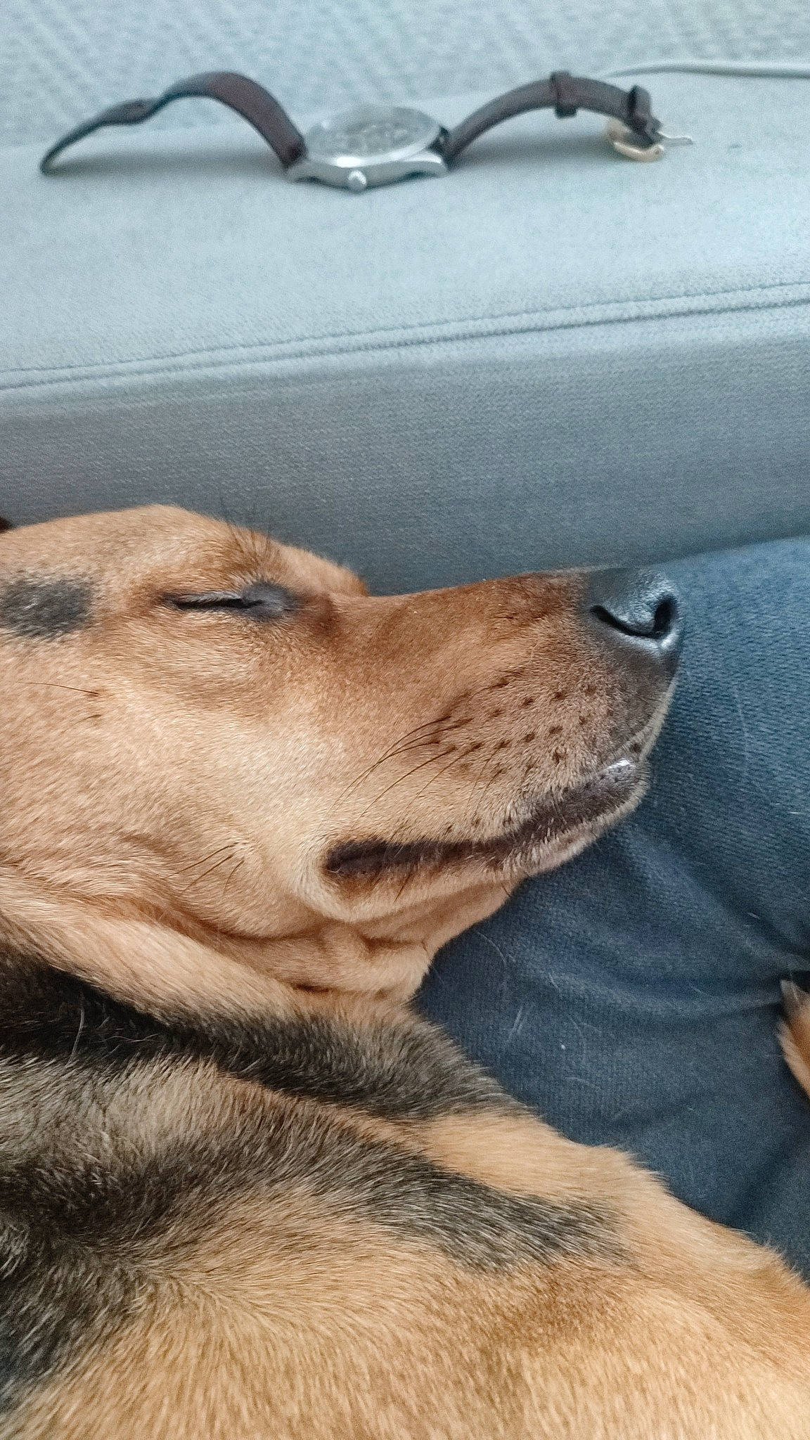 Chipie a rejoint le concours — aidez-le/la à gagner de superbes lots ! carnivore, collar, companion_dog, dog, dog_breed, dog_collar, fawn, fur, kitchen_utensil, liver, retriever, snout, sporting_group, street_dog, whiskers, working_animal, working_dog