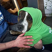 Bule participe au concours pour gagner de l'argent avec cette photo : dog, hoodie, green_clothing, pet, indoor, person, hand, wooden_chair, plant, floor, casual, sitting, brown_dog, white_markings, comfort, cozy, lap, animal, household, portrait