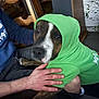 dog, hoodie, green_clothing, pet, indoor, person, hand, wooden_chair, plant, floor, casual, sitting, brown_dog, white_markings, comfort, cozy, lap, animal, household, portrait