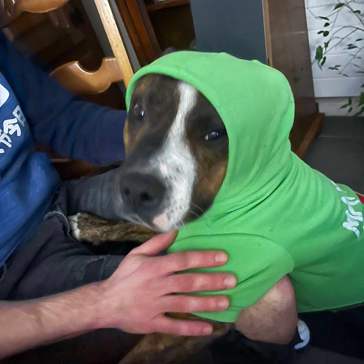 Bule participe au concours pour gagner de l'argent avec cette photo : animal, brown_dog, casual, comfort, cozy, dog, floor, green_clothing, hand, hoodie, household, indoor, lap, person, pet, plant, portrait, sitting, white_markings, wooden_chair