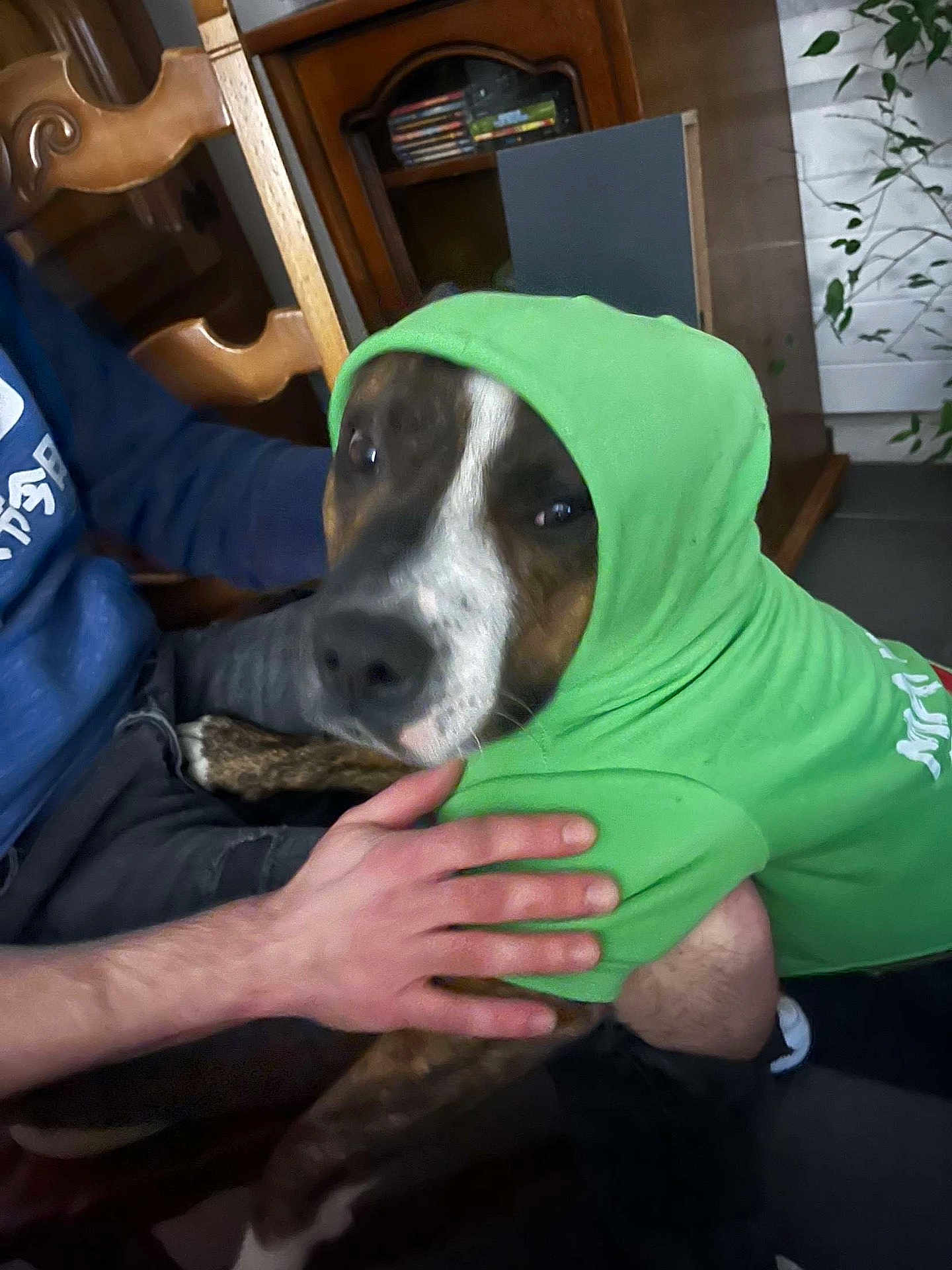 Bule participe au concours pour gagner de l'argent avec cette photo : dog, hoodie, green_clothing, pet, indoor, person, hand, wooden_chair, plant, floor, casual, sitting, brown_dog, white_markings, comfort, cozy, lap, animal, household, portrait