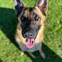 animal, bodypart, canine, dog, germanshepherd, grass, mouth, person, pet, plant, policedog, snout, tongue