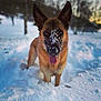 animal, bodypart, bulldog, canine, dog, germanshepherd, ice, mouth, nature, outdoors, person, pet, policedog, puppy, snout, snow, tongue, winter