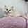 Princesse Poppy