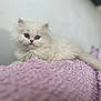 Princesse Poppy a rejoint le concours — aidez-le/la à gagner de superbes lots ! kitten, cat, fluffy, white, heterochromia, blue_eye, green_eye, pet, animal, cute, soft, blanket, lavender, texture, indoor, resting, young, small, fur, closeup