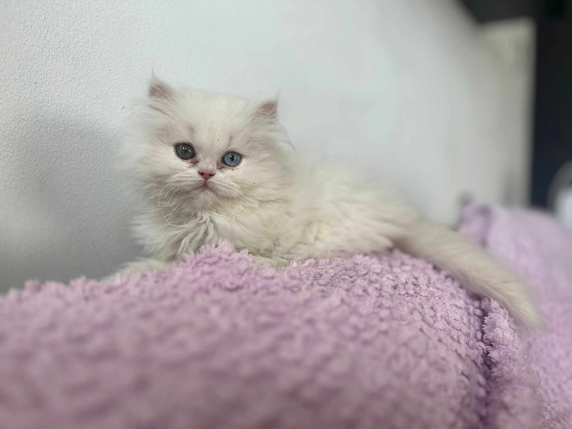 Princesse Poppy a rejoint le concours — aidez-le/la à gagner de superbes lots ! kitten, cat, fluffy, white, heterochromia, blue_eye, green_eye, pet, animal, cute, soft, blanket, lavender, texture, indoor, resting, young, small, fur, closeup