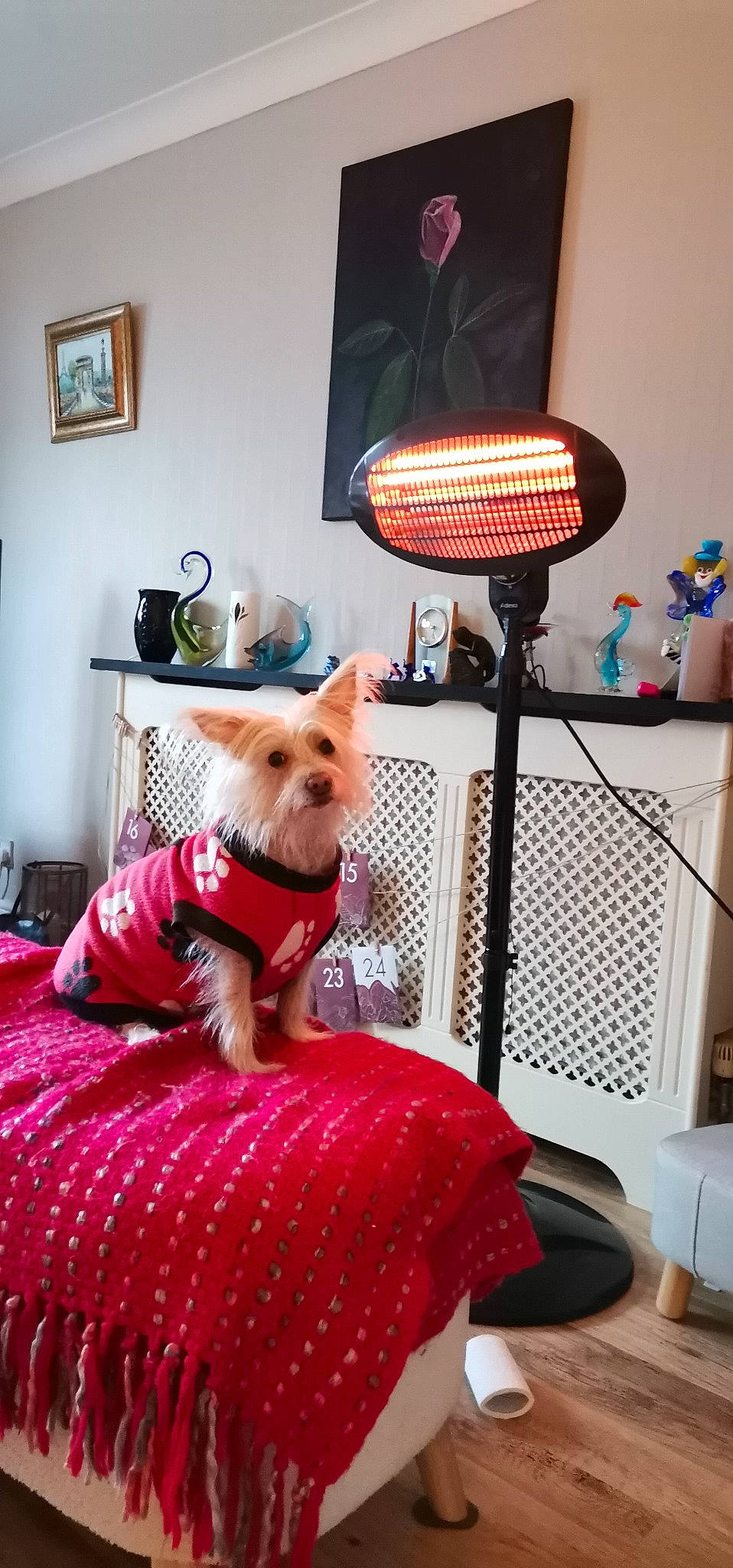 Chloe joined the competition — help win amazing prizes! carnivore, comfort, companion_dog, dog, dog_breed, dog_supply, fawn, floor, flooring, interior_design, lamp, linens, living_room, magenta, pattern, picture_frame, pink, textile, toy_dog, window