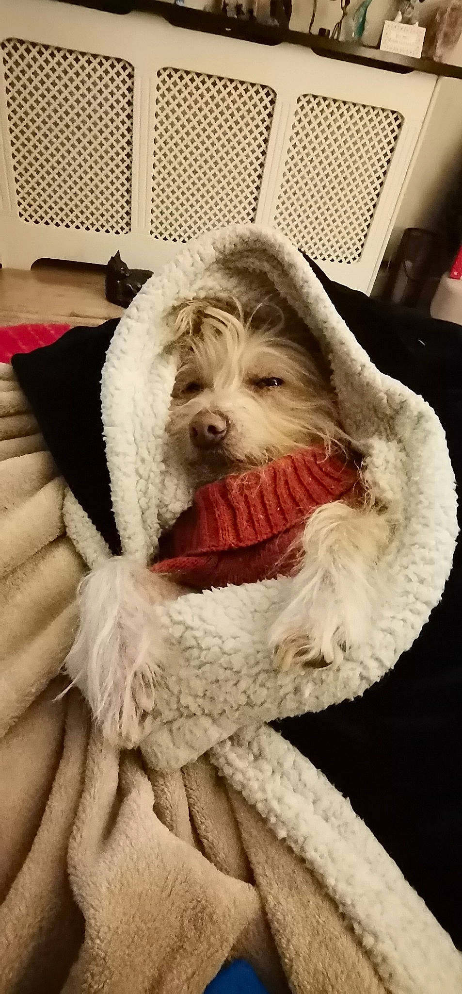 Chloe is registered to the contest to win money with this photo: beard, canidae, carnivore, companion_dog, dog, dog_breed, dog_clothes, facial_hair, fur, fur_clothing, moustache, santa_claus, selfie, smile, snout, sporting_group, terrier, toy_dog, whiskers, working_animal