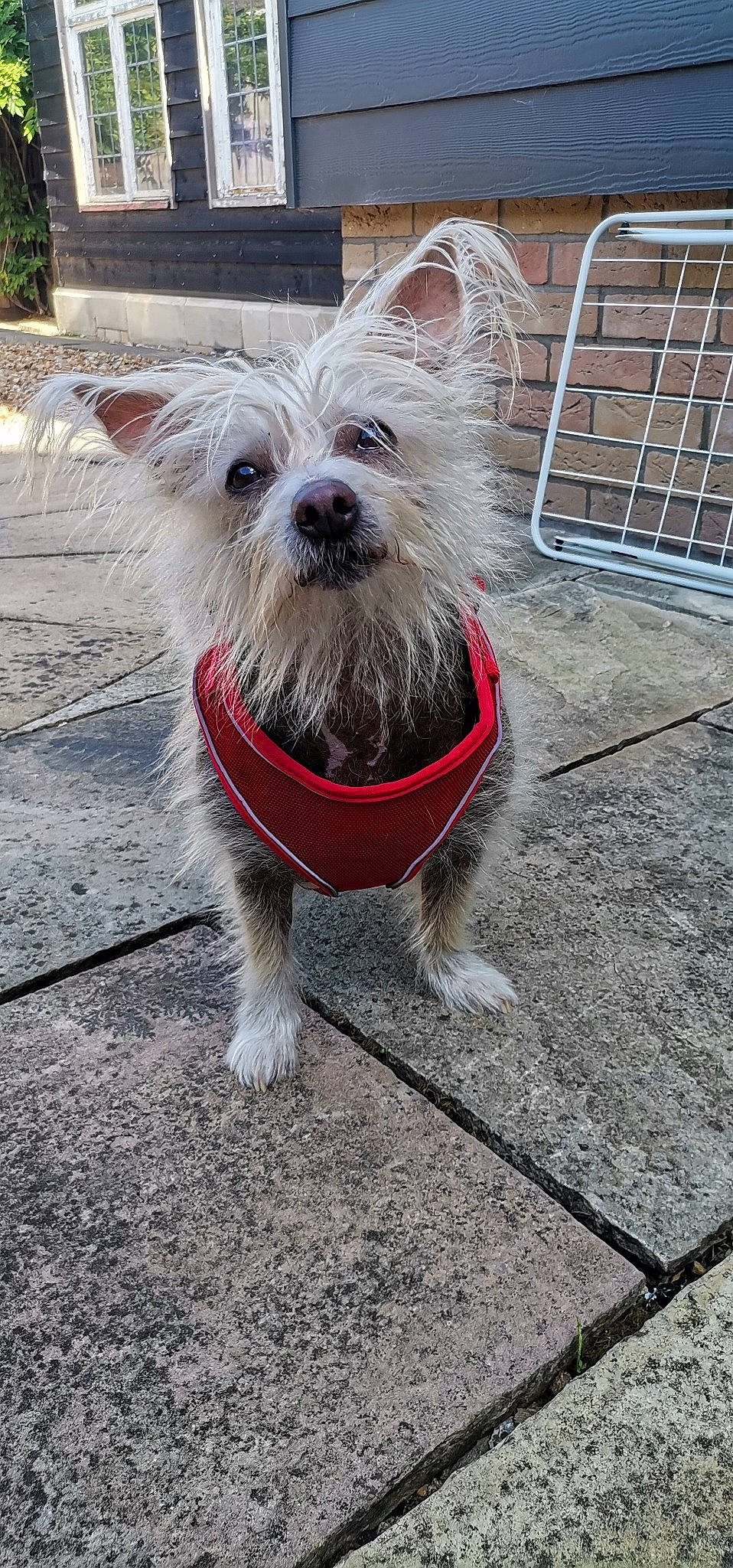 Chloe is registered to the contest to win money with this photo: biewer_terrier, canidae, carnivore, collar, companion_dog, dog, dog_breed, dog_clothes, dog_collar, dog_supply, fashion_accessory, leash, plant, small_terrier, snout, sporting_group, terrier, toy_dog, working_animal, working_terrier