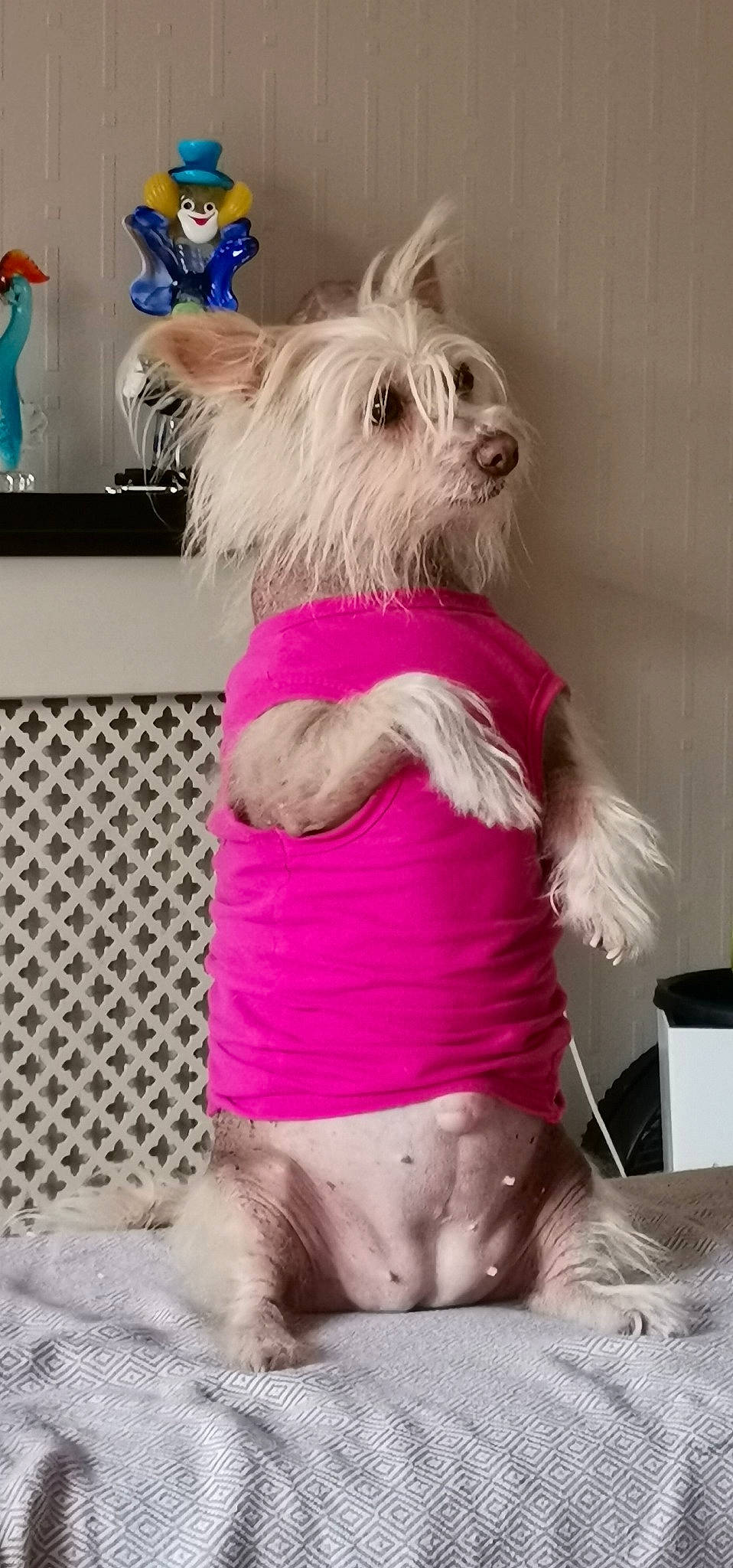 Chloe is registered to the contest to win money with this photo: blue, carnivore, collar, companion_dog, dog, dog_breed, dog_clothes, dog_supply, fashion_accessory, fawn, fur, magenta, pink, small_terrier, snout, sporting_group, terrier, thigh, toy_dog, working_animal