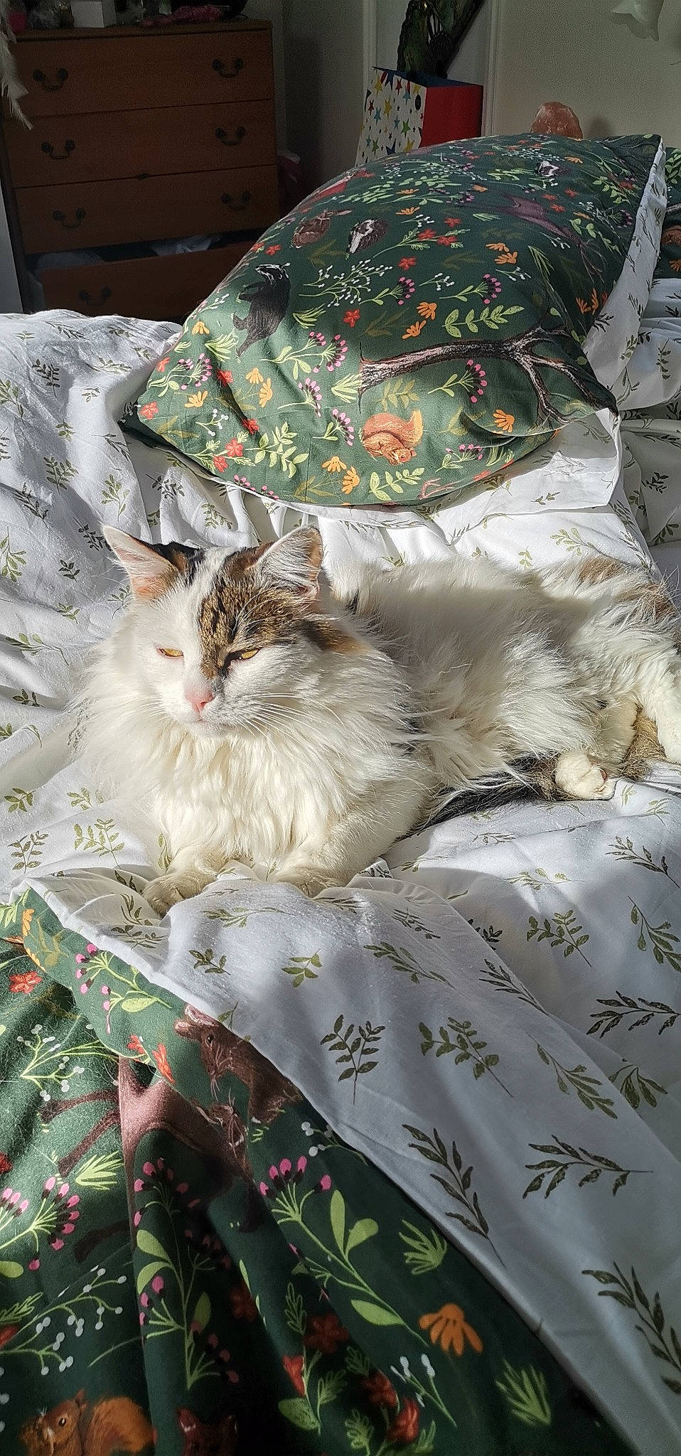 Cane is registered to the contest to win money with this photo: bag, bed_sheet, bedding, carnivore, cat, comfort, felidae, fur, grass, linens, pattern, plant, small_to_medium_sized_cats, tail, textile, tree, whiskers