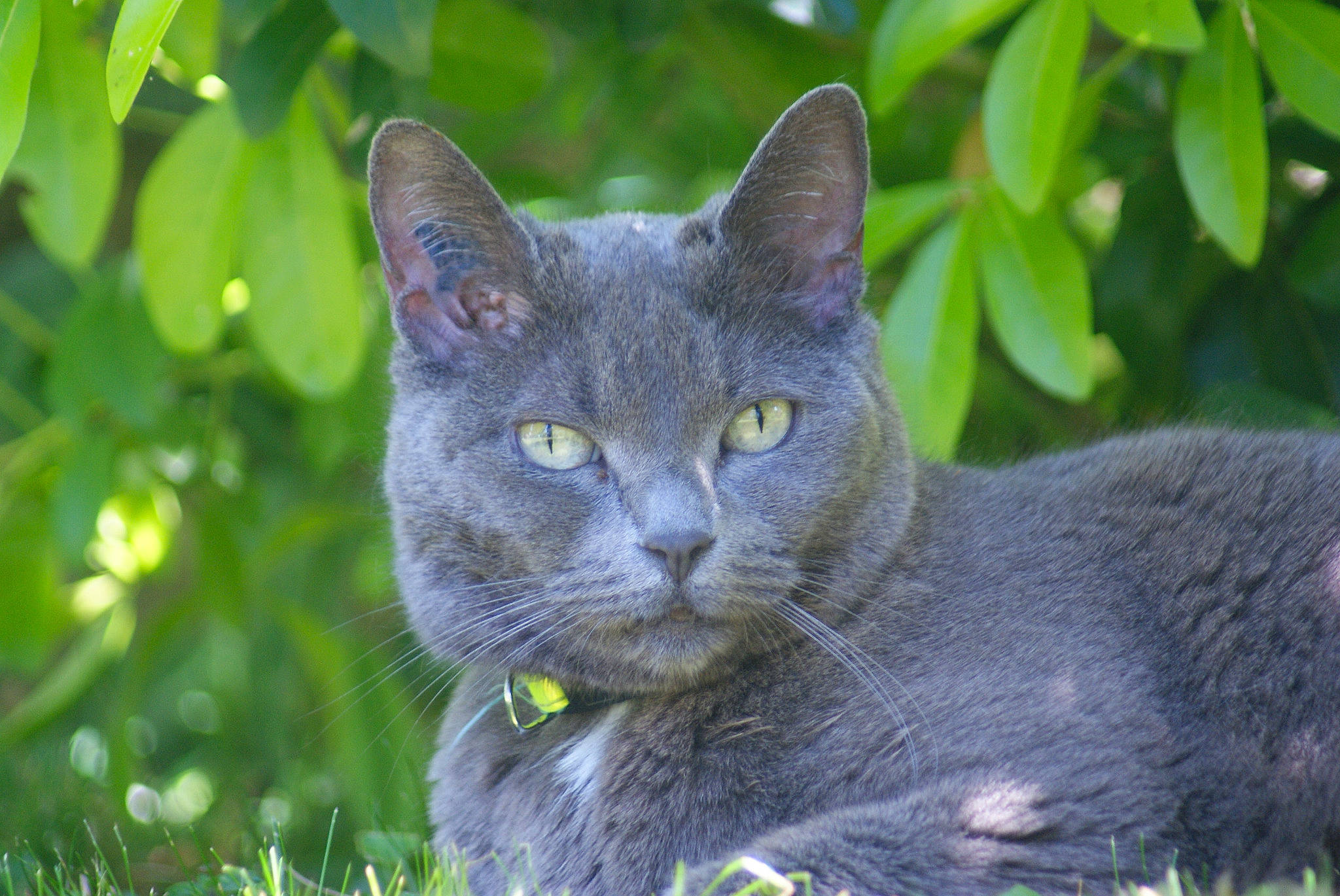 Cloé a rejoint le concours — aidez-le/la à gagner de superbes lots ! asian, british_shorthair, burmese, carnivore, cat, chartreux, domestic_short_haired_cat, eye, felidae, grass, korat, mammal, nebelung, plant, russian_blue, small_to_medium_sized_cats, snout, vertebrate, whiskers, wildlife