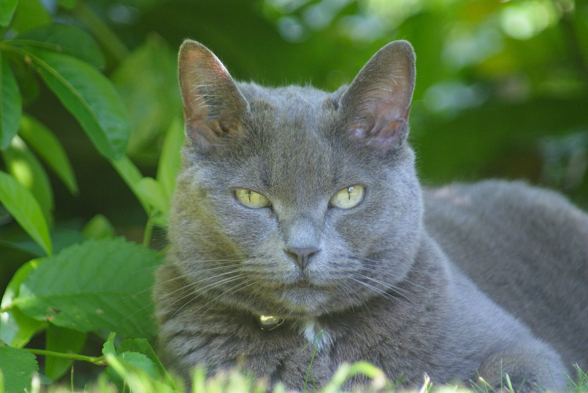Cloé a rejoint le concours — aidez-le/la à gagner de superbes lots ! asian, british_shorthair, burmese, carnivore, cat, chartreux, domestic_short_haired_cat, european_shorthair, eye, felidae, grass, korat, mammal, nebelung, plant, russian_blue, small_to_medium_sized_cats, snout, vertebrate, whiskers