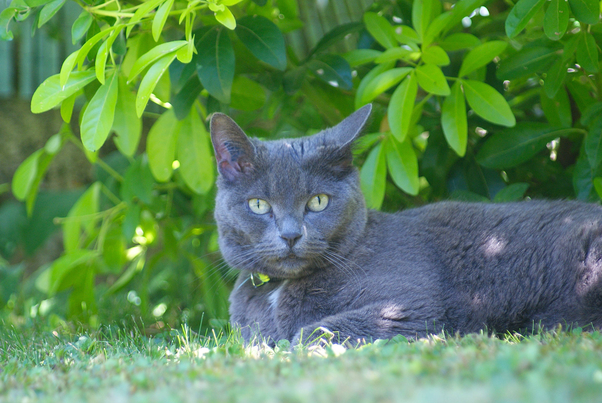 Cloé participe au concours pour gagner de l'argent avec cette photo : botany, british_shorthair, carnivore, cat, chartreux, domestic_short_haired_cat, european_shorthair, eye, felidae, grass, green, korat, leaf, nebelung, plant, russian_blue, small_to_medium_sized_cats, snout, tree, whiskers
