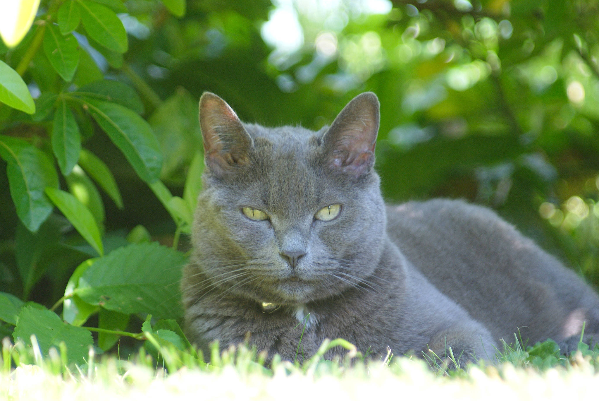Cloé participe au concours pour gagner de l'argent avec cette photo : asian, british_shorthair, burmese, carnivore, cat, chartreux, domestic_short_haired_cat, felidae, grass, korat, mammal, nebelung, plant, russian_blue, small_to_medium_sized_cats, snout, vertebrate, whiskers, wildlife