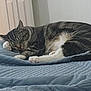 Chloe joined the competition — help win amazing prizes! cat, tabby, sleeping, paw, blanket, quilted, feline, pet, cozy, resting, indoor, fur, whiskers, animal, cute, relaxed, bedroom, comfort, domestic, nap