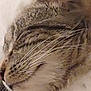 cat, tabby, close_up, sleeping, whiskers, fur, pet, animal, face, relaxation, cozy, cute, domestic_animal, mammal, feline, peaceful, resting, indoor, soft, profile
