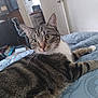 cat, tabby, pet, indoor, feline, animal, bed, quilt, fur, whiskers, ears, eyes, resting, looking, curious, striped, domestic, cozy, home, relaxed