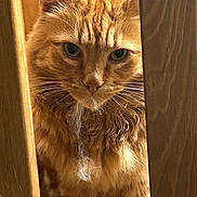 Garfield a rejoint le concours — aidez-le/la à gagner de superbes lots ! cat, ginger_cat, fur, whiskers, wood, wooden_slats, close_up, pet, animal, indoor, feline, curious, intense_gaze, fluffy, portrait, mammal, domestic_cat, orange_fur, closeup, sunlight