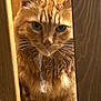 cat, ginger_cat, fur, whiskers, wood, wooden_slats, close_up, pet, animal, indoor, feline, curious, intense_gaze, fluffy, portrait, mammal, domestic_cat, orange_fur, closeup, sunlight