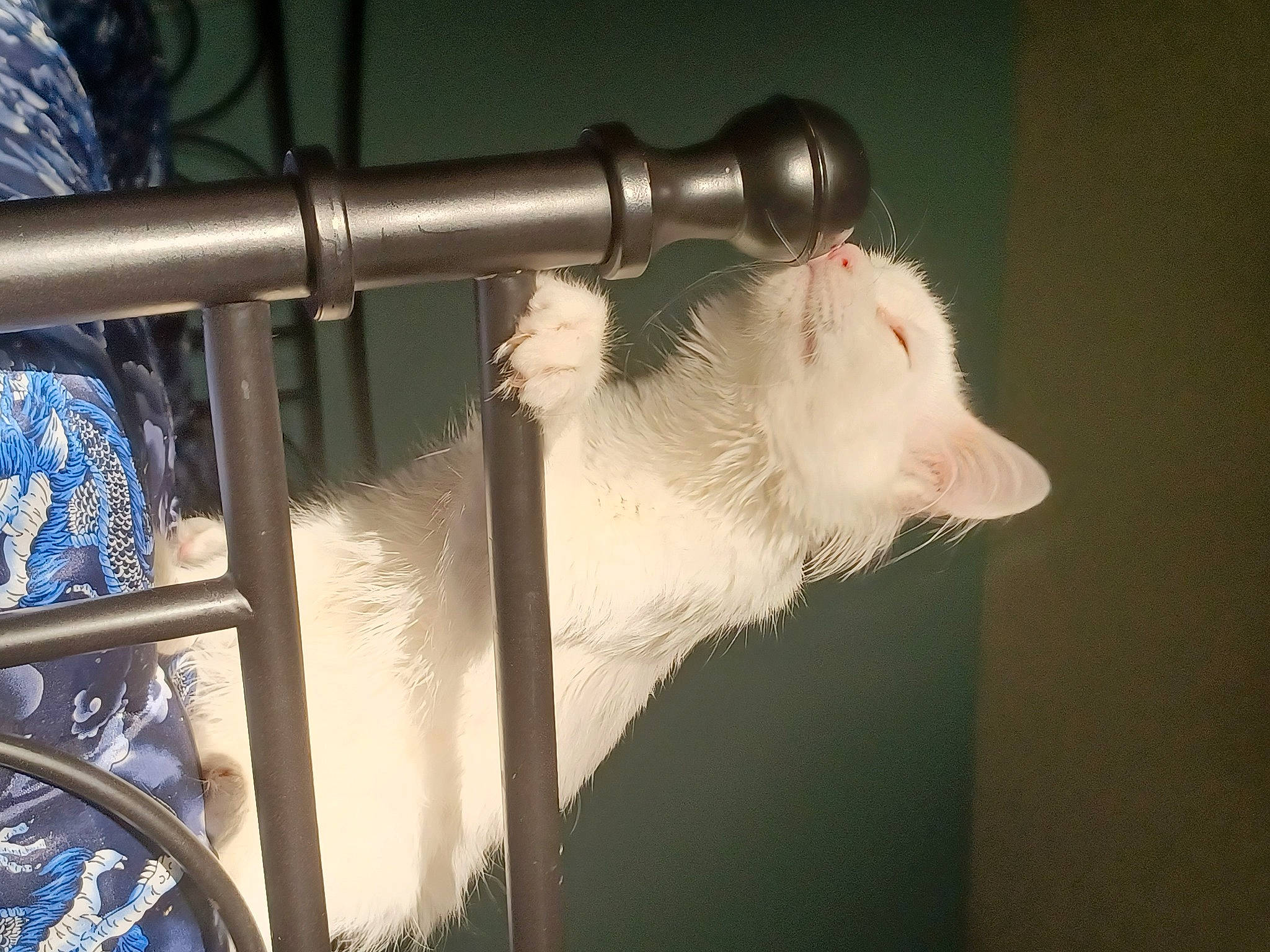 Lightning is registered to the contest to win money with this photo: carnivore, cat, domestic_short_haired_cat, electric_blue, engineering, felidae, fur, hamster, machine, metal, mouse, muroidea, pet_supply, pipe, rat, rodent, small_to_medium_sized_cats, steel, tail, whiskers