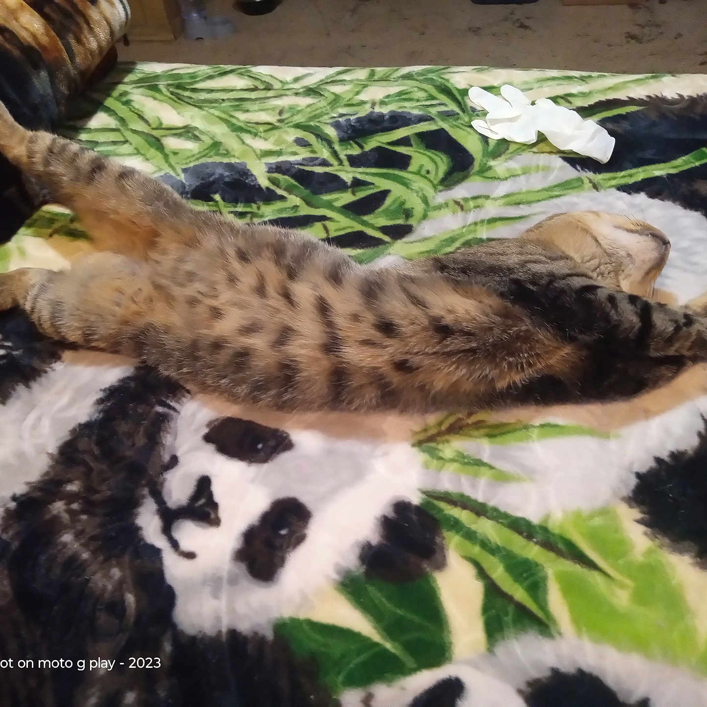 Baby Jr.-Mr.lover joined the competition — help win amazing prizes! animal, blanket, cat, cozy, cute, domestic_cat, fur, glove, green_leaves, indoor, laying_down, panda_pattern, pet, relaxation, resting, sleeping, soft_texture, spotted, striped, tabby_cat