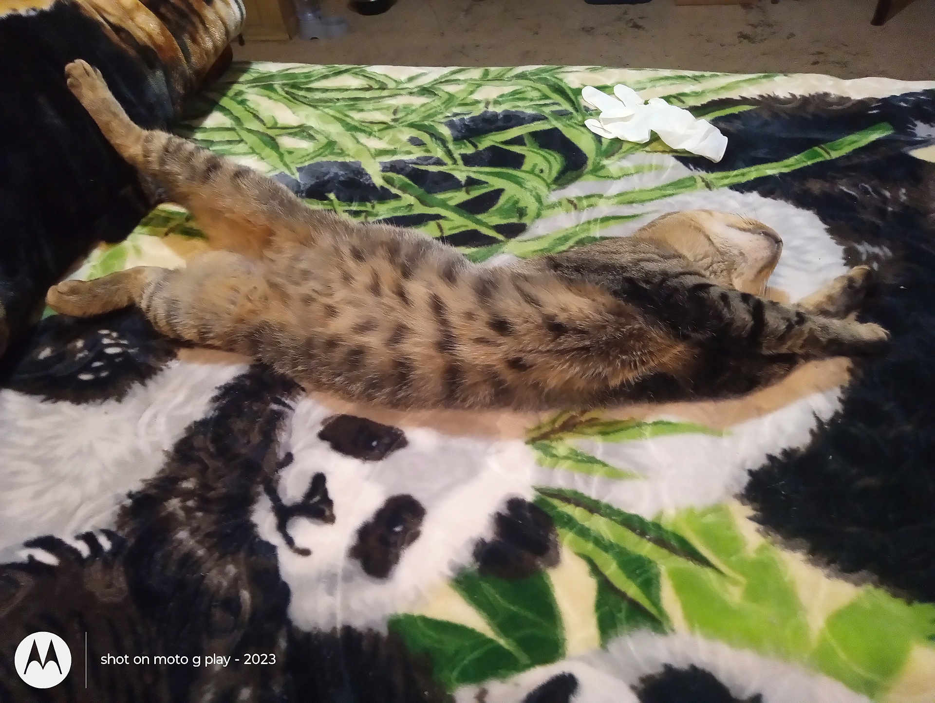 Baby Jr.-Mr.lover joined the competition — help win amazing prizes! animal, blanket, cat, cozy, cute, domestic_cat, fur, glove, green_leaves, indoor, laying_down, panda_pattern, pet, relaxation, resting, sleeping, soft_texture, spotted, striped, tabby_cat