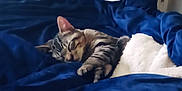Baby Jr.-Mr.lover joined the competition — help win amazing prizes! animal, bed, blanket, blue, cat, comfort, cozy, domestic, feline, fur, indoor, nap, peaceful, relaxation, resting, sleeping, soft, tabby, warm, white