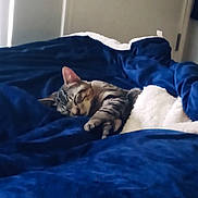 Baby Jr.mr Lover is registered to the contest to win money with this photo: cat, kitten, tabby, sleeping, sleepy, bed, blanket, blue_bedding, stuffed_animal, plush_toy, indoors, bedroom, relaxing, cute, furry, whiskers, ears, paws, pet, nap