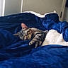 cat, kitten, tabby, sleeping, sleepy, bed, blanket, blue_bedding, stuffed_animal, plush_toy, indoors, bedroom, relaxing, cute, furry, whiskers, ears, paws, pet, nap