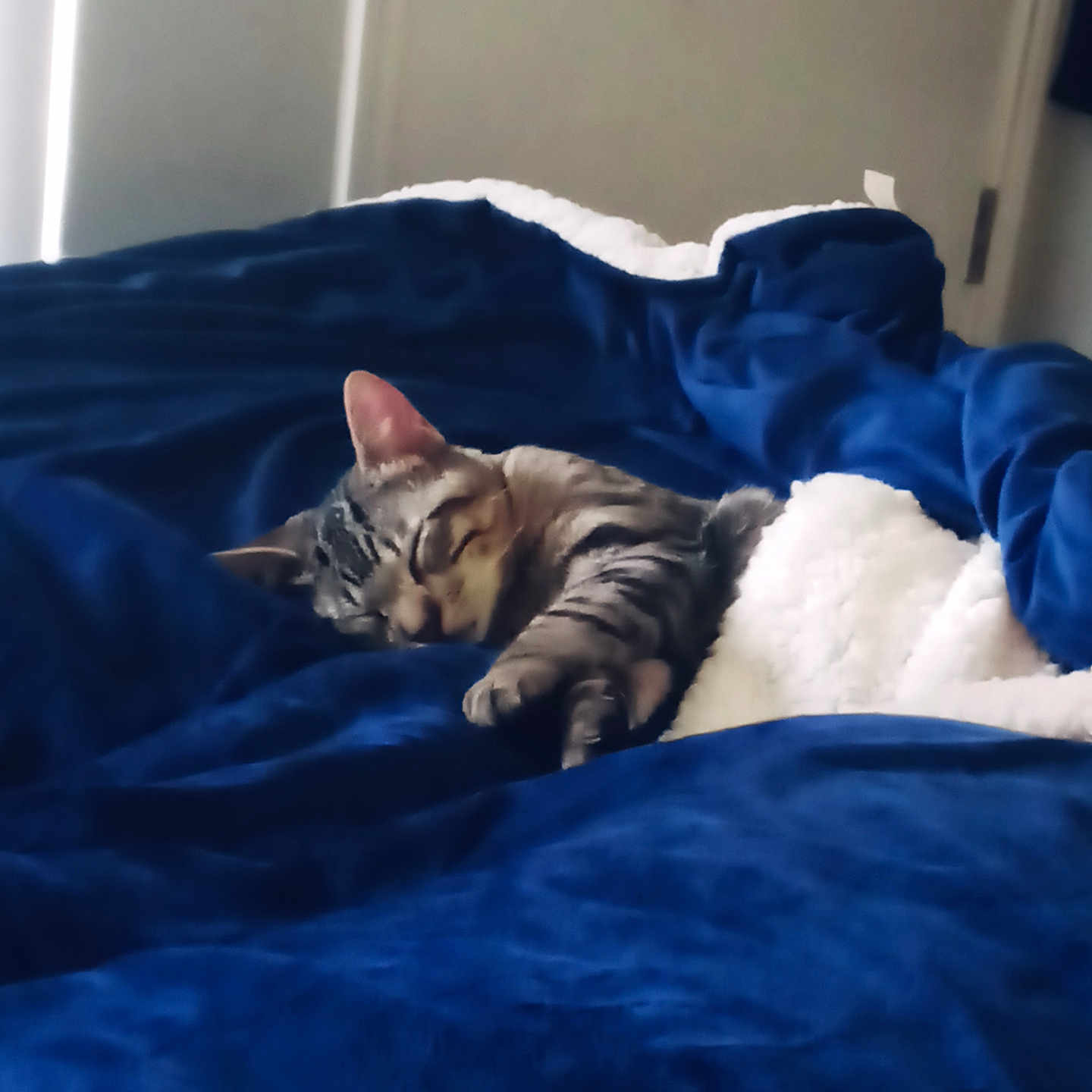 Baby Jr.mr Lover is registered to the contest to win money with this photo: cat, kitten, tabby, sleeping, sleepy, bed, blanket, blue_bedding, stuffed_animal, plush_toy, indoors, bedroom, relaxing, cute, furry, whiskers, ears, paws, pet, nap