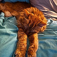 Arrow a rejoint le concours — aidez-le/la à gagner de superbes lots ! animal, bed, blanket, cat, comfort, cozy, cute, domestic_animal, feline, fur, indoor, napping, orange_cat, paws, pet, relaxation, resting, sleeping, soft, whiskers