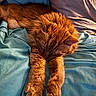 animal, bed, blanket, cat, comfort, cozy, cute, domestic_animal, feline, fur, indoor, napping, orange_cat, paws, pet, relaxation, resting, sleeping, soft, whiskers