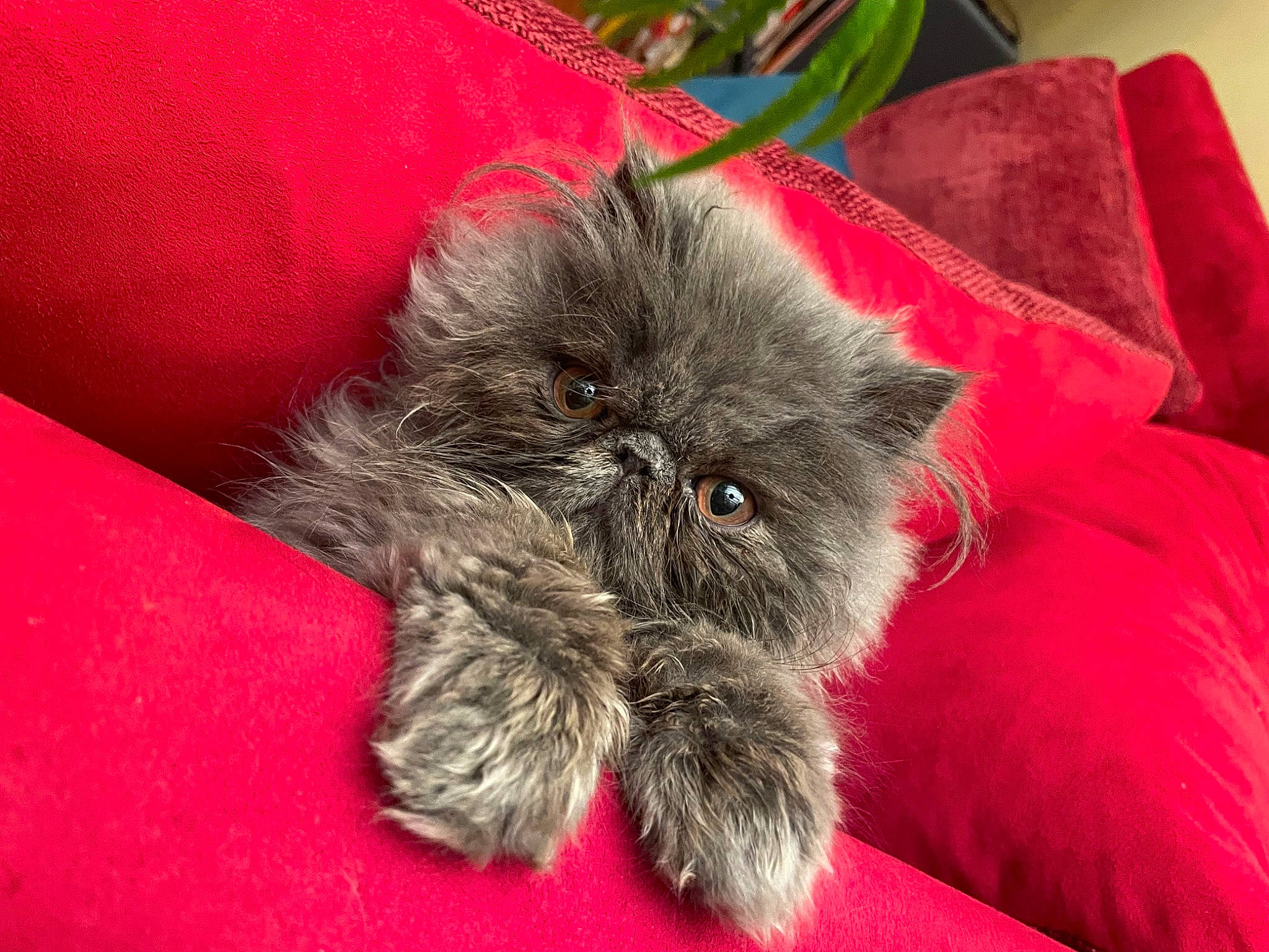 Kaito participe au concours pour gagner de l'argent avec cette photo : canidae, carmine, carnivore, claw, comfort, companion_dog, dog_breed, fawn, felidae, fur, grey, liver, paw, small_to_medium_sized_cats, snout, sporting_group, tail, terrestrial_animal, toy_dog, whiskers