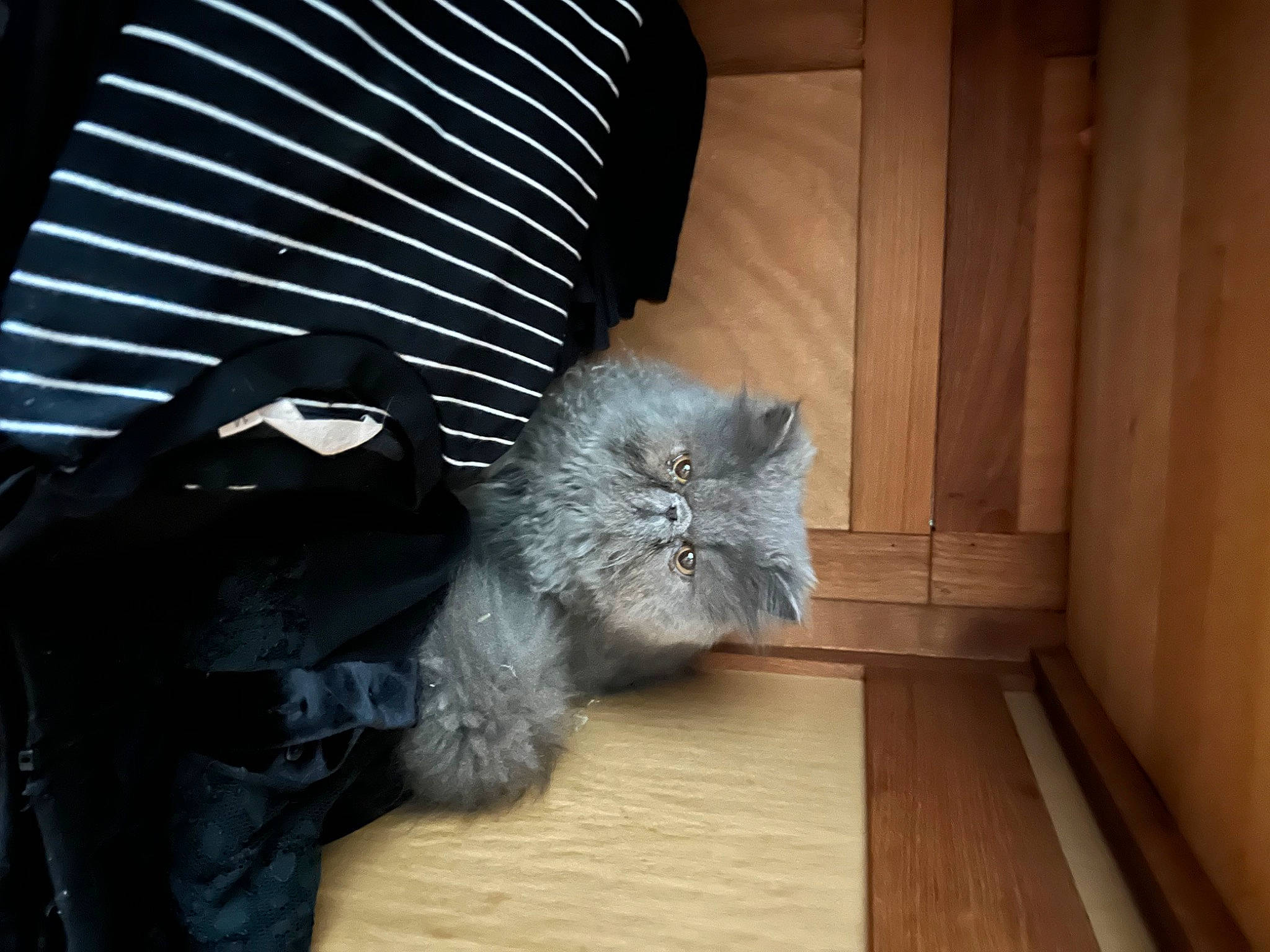 Kaito a rejoint le concours — aidez-le/la à gagner de superbes lots ! black_cat, carnivore, cat, comfort, companion_dog, denim, domestic_short_haired_cat, felidae, flooring, fur, grey, hardwood, laminate_flooring, room, small_to_medium_sized_cats, snout, tail, whiskers, wood, wood_stain