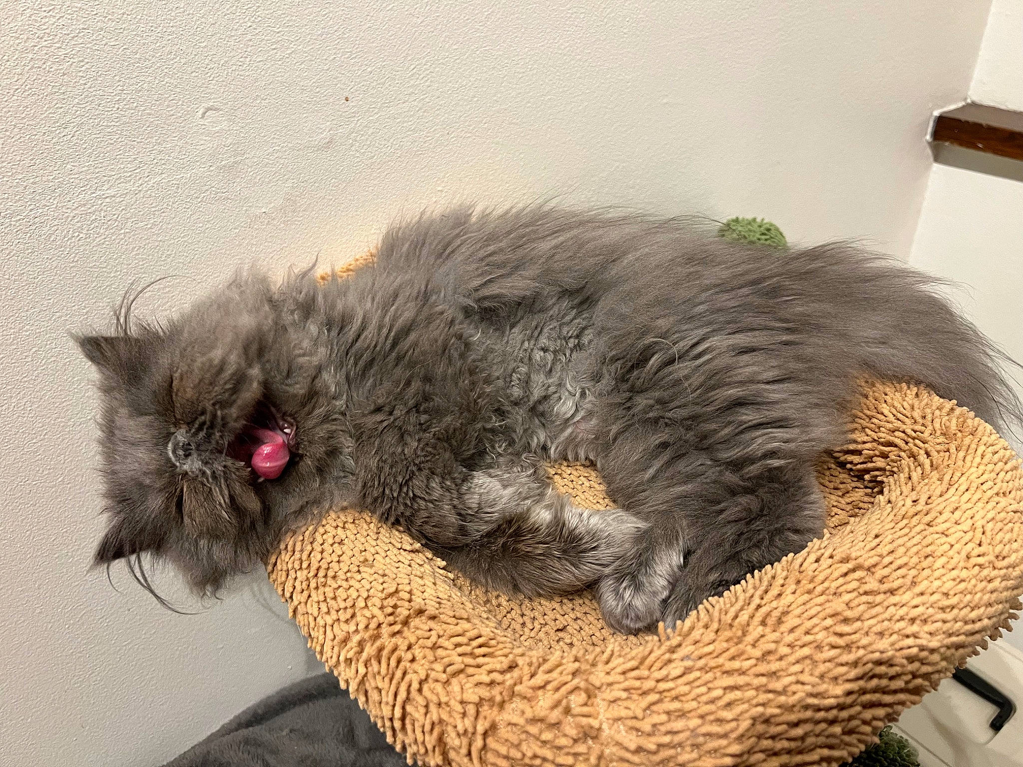 Kaito participe au concours pour gagner de l'argent avec cette photo : carnivore, claw, dog_breed, fawn, felidae, flooring, fur, grey, small_to_medium_sized_cats, snout, tail, terrestrial_animal, wall_plate, water_dog, whiskers