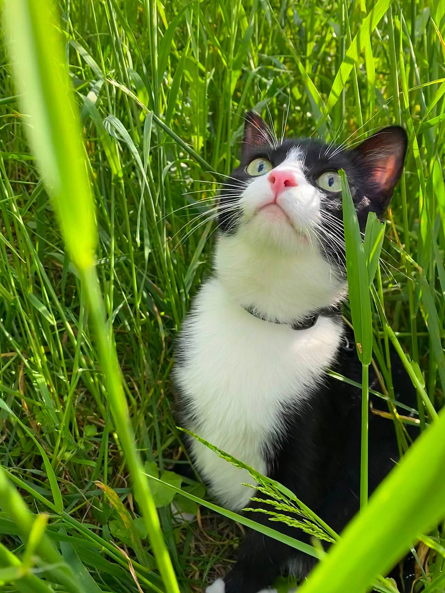 Sheitan a rejoint le concours — aidez-le/la à gagner de superbes lots ! carnivore, cat, collar, domestic_short_haired_cat, felidae, fur, grass, grass_family, grassland, groundcover, lawn, meadow, plant, prairie, small_to_medium_sized_cats, snout, tail, terrestrial_animal, terrestrial_plant, whiskers