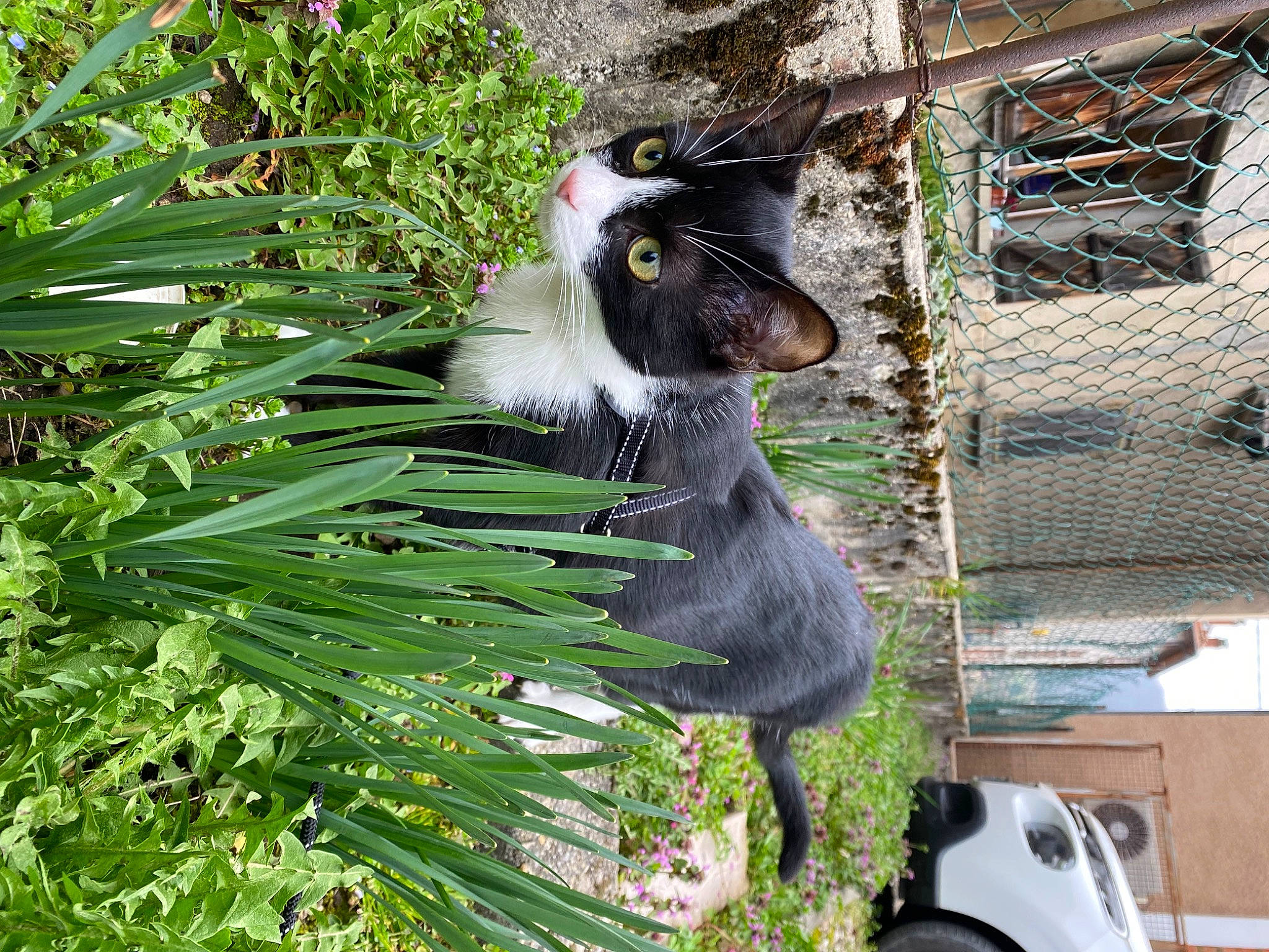 Sheitan a rejoint le concours — aidez-le/la à gagner de superbes lots ! animal_shelter, arecales, beak, canidae, carnivore, conifer, dog_breed, evergreen, fawn, felidae, flowering_plant, fur, grass, mesh, plant, small_to_medium_sized_cats, tail, terrestrial_plant, whiskers, wire_fencing