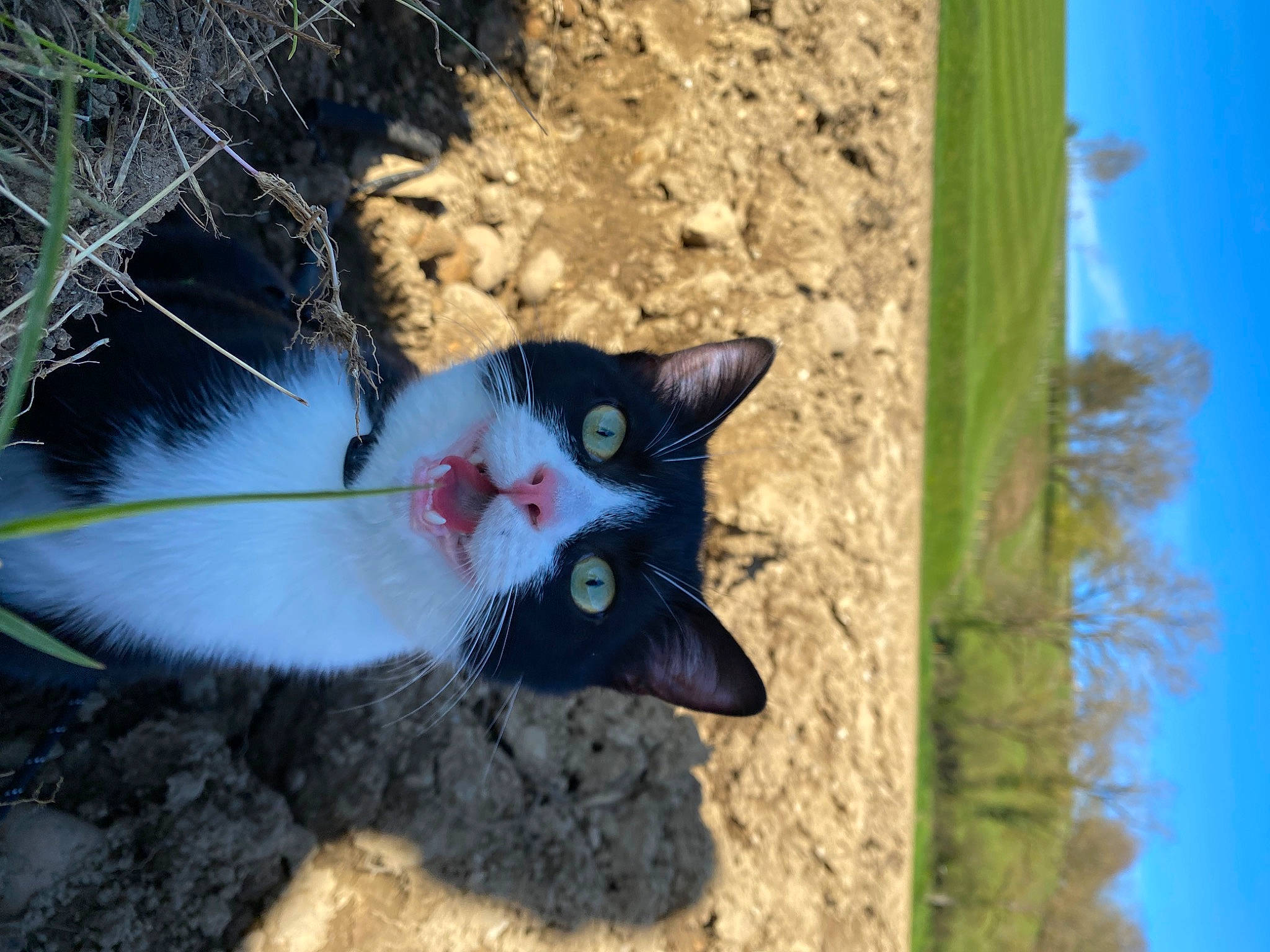 Sheitan participe au concours pour gagner de l'argent avec cette photo : carmine, carnivore, cat, domestic_short_haired_cat, eye, fawn, felidae, fur, grass, plant, sand, sky, small_to_medium_sized_cats, snout, tail, tree, trunk, twig, whiskers, wood