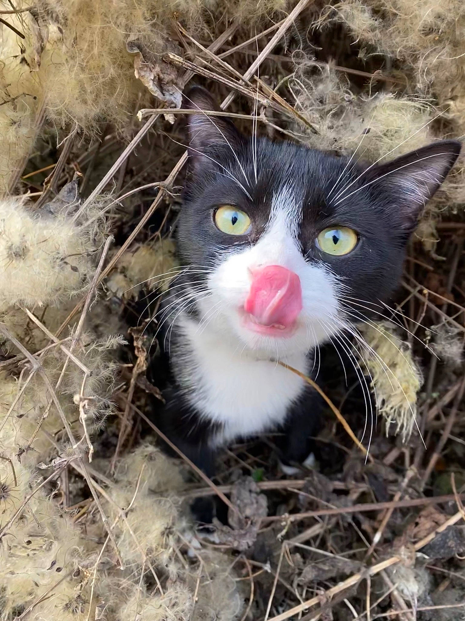 Sheitan a rejoint le concours — aidez-le/la à gagner de superbes lots ! branch, canidae, carnivore, cat, domestic_short_haired_cat, fawn, felidae, fur, grass, natural_material, organism, plant, small_to_medium_sized_cats, snout, soil, terrestrial_animal, tree, twig, whiskers, wildlife