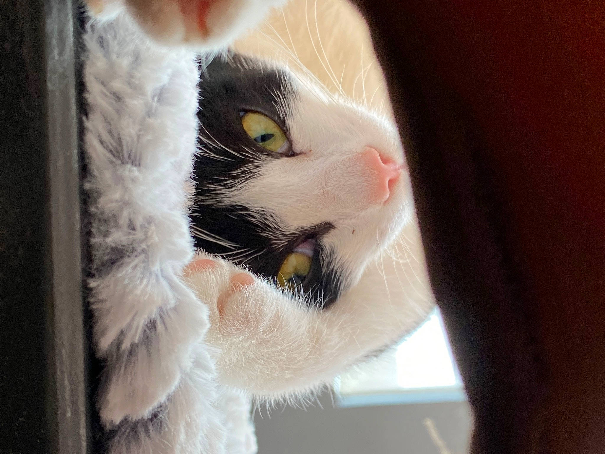 Satanas a rejoint le concours — aidez-le/la à gagner de superbes lots ! carnivore, cat, claw, comfort, domestic_short_haired_cat, ear, eyelash, felidae, fur, iris, nose, paw, small_to_medium_sized_cats, tail, whiskers