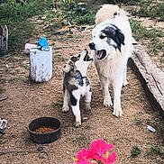 Macho And Jackson joined the competition — help win amazing prizes! animal, collar, daylight, dirt_ground, dog, electric_meter, flowers, food_bowl, grass, nature, outdoor, pet, pink_flowers, playful, puppy, toy, tree, wood, yard, yellow_flowers