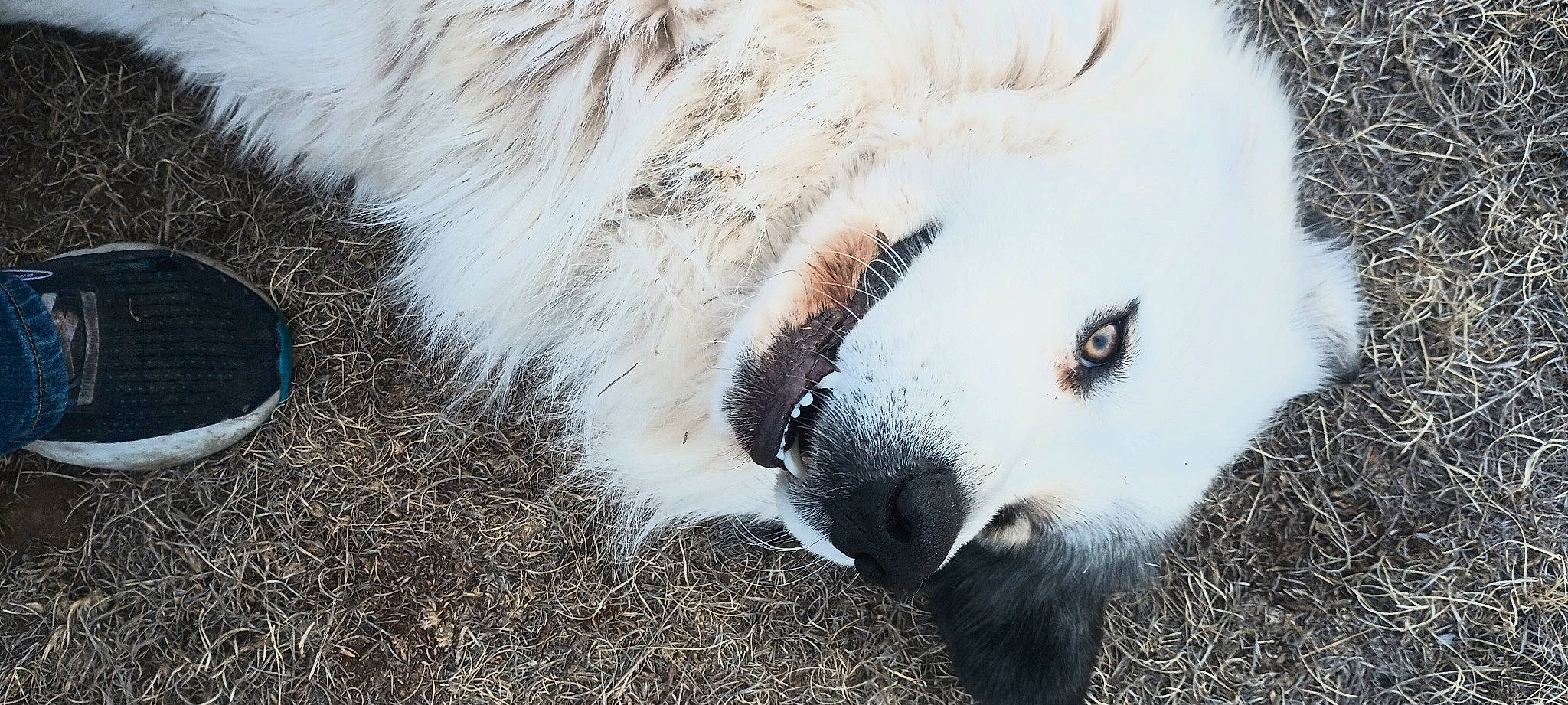 Macho is registered to the contest to win money with this photo: bear, canidae, carnivore, dog_breed, felidae, fur, grass, landscape, panda, plant, polar_bear, terrestrial_animal, whiskers, wildlife, zoo