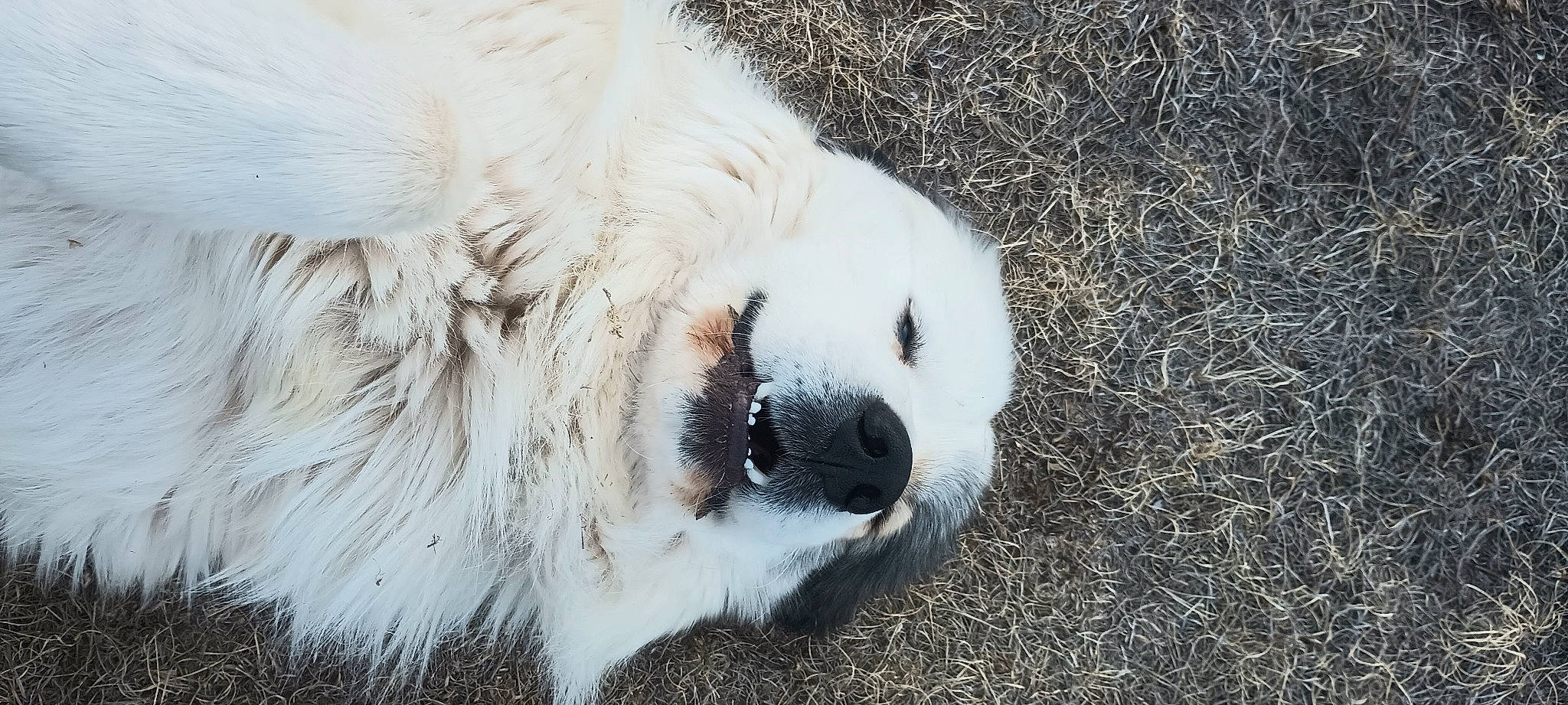 Macho is registered to the contest to win money with this photo: bear, canidae, carnivore, dog_breed, event, fur, parrot, plant, polar_bear, polish_tatra_sheepdog, sporting_group, terrestrial_animal, whiskers, wildlife, zoo